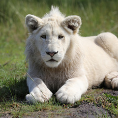 white lion, South Africa.