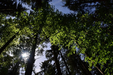 Fototapeta premium Waldstimmung Hofoldinger Forst Bayern