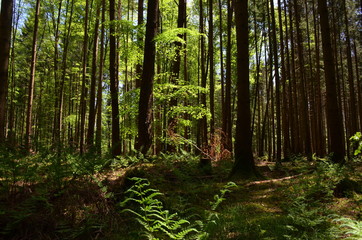 Waldstimmung Hofoldinger Forst Bayern