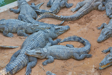 Crocodiles on the farm lie in the sun. A large number of dangerous predators.