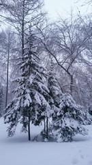 Winter in Siberia, Russia