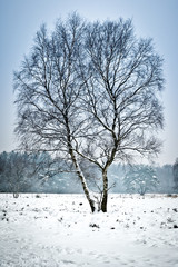Fototapeta na wymiar Lone birch tree in winter landscape