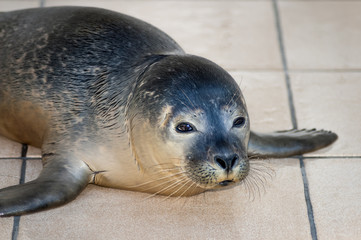 Common seal (Phoca vitulina) recovering  from injuries in Seal Sanctuary Ecomare on the island Texel, Netherlands