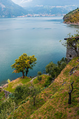Fototapeta na wymiar Green tree on turquoise water of the lake background. Como lake landscape in Italy, Alps, Europe.