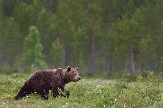 brown bear walking with forest background