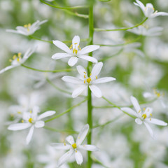 Flower Ornithogalum