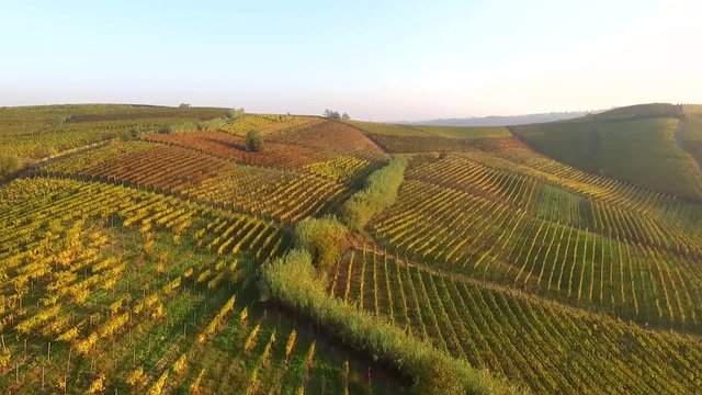 vigne al tramonto in autunno