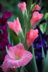 rosa Gladiole