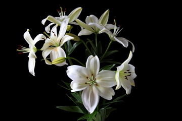 Fototapeta na wymiar weiße Lilien