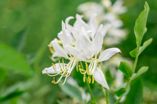 
White Flowers Jasieniec

