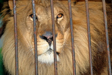 Sad lion behind bars in a zoo cage