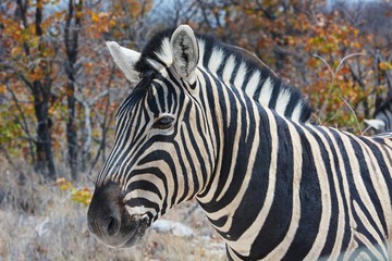 Steppenzebra (Equus Quagga) im Etosha Nationalpark