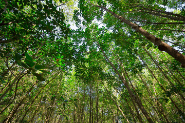 Obraz premium Lush green foliage, trees , upper view