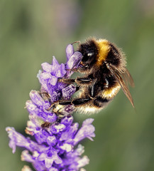 Bee on Lavander