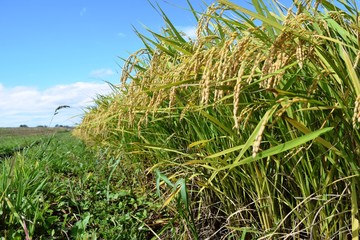 収穫前の稲穂／山形県の庄内地方で、稲刈り前の稲穂を撮影した写真です。