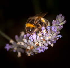 Bee on Lavander