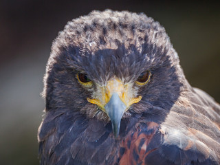 Harris Hawk
