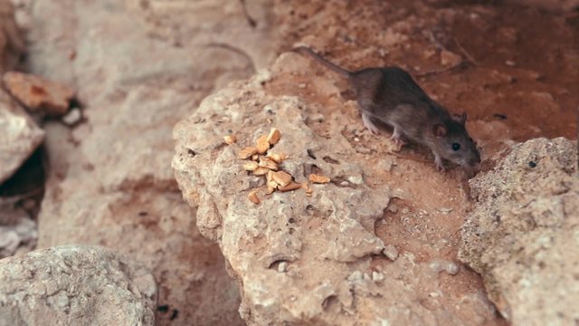 Rat eating cookies on the rocks by the sea