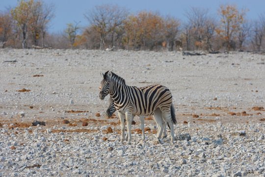Steppenzebras (Equus Quagga) im Etosha Nationalpark
