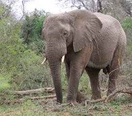 Obraz premium słoń w parku narodowym krugera.