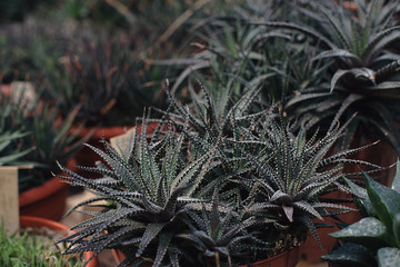 Succulent plant close up - 99619204