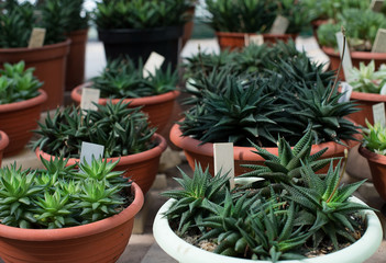 Succulent plants in the pots  - 99619211