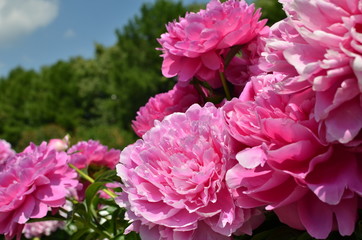 Blooming pink peony flowers 