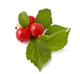 red berry of Prunus tomentosa on white background.