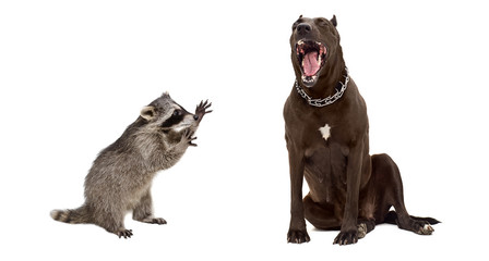 Playful raccoon and yawning pit bull