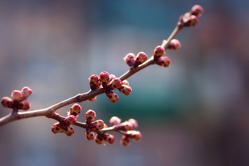 Абрикосовая ветка с цветочными бутонами