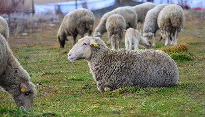 Naklejka premium Sheep laying down
