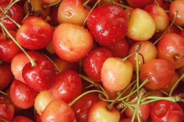 Спелая желто-красная черешня