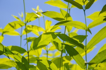 Fototapeta premium fresh green Wrightia religiosa Benth leaves