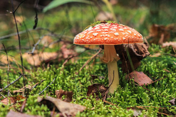 гриб мухомор