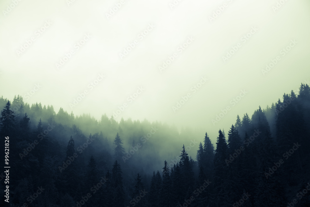 Wall mural clouds and fog over pine tree forest