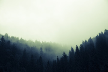 Naklejka premium Chmury i mgła nad sosnowym lasem