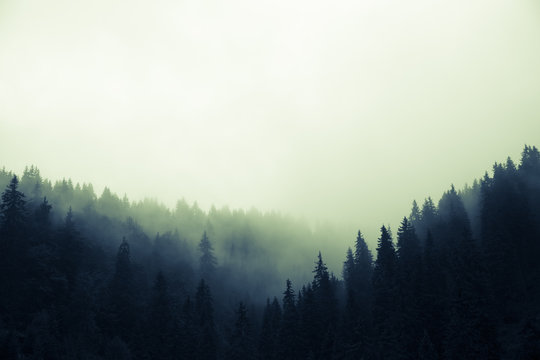 Fototapeta Clouds and fog over pine tree forest