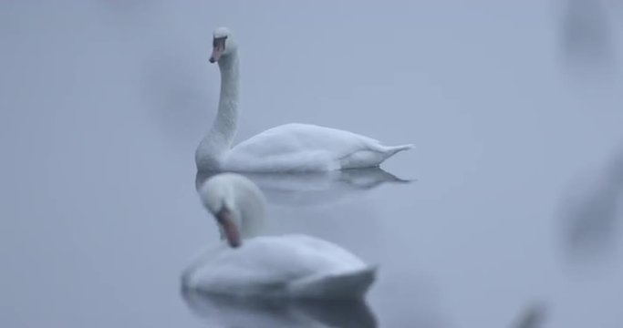 Zwei wei&szlig;e Schw&auml;ne auf dem See