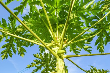 papaya tree in nature garden