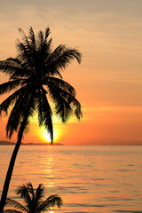 Plakat Coconut trees silhouette background sunset.