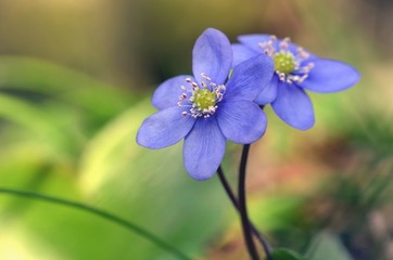 Leberblümchen, Hepatica blumen