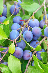 Plums on the branch in a garden