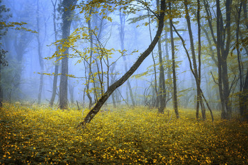 Fototapeta premium Spring forest in fog. Beautiful natural landscape. Vintage style