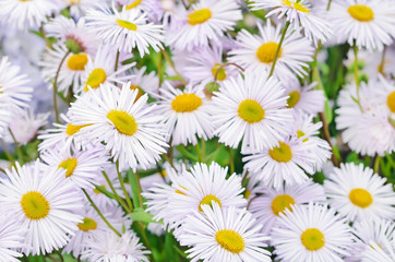  Erigeron flowers