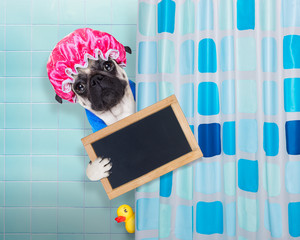 dog in shower