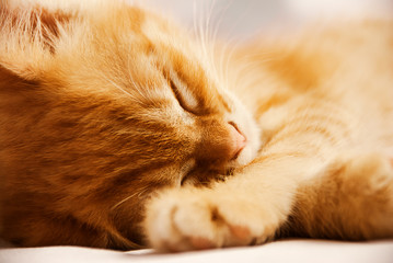 Cute ginger baby cat sleeping