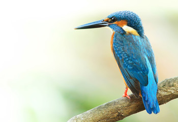 Common Kingfisher