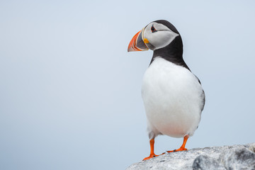 Puffin 