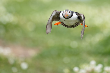 Puffin in flight