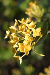 yellow Ixora coccinea flower in garden